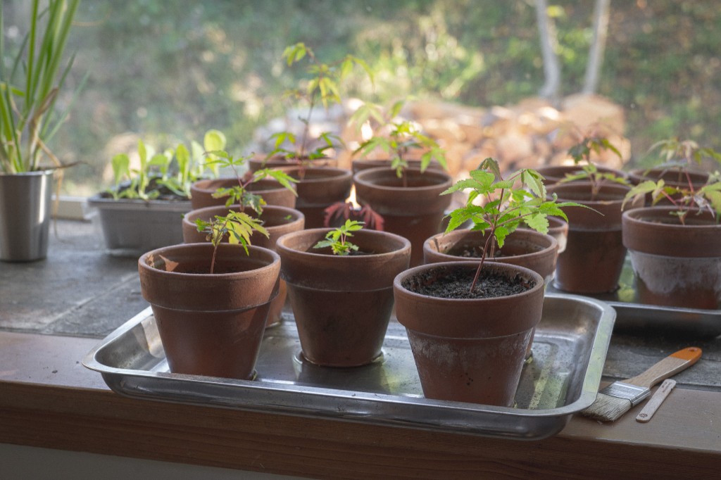 Young Japanese maple saplings in terracotta pots on a sunny windowsill