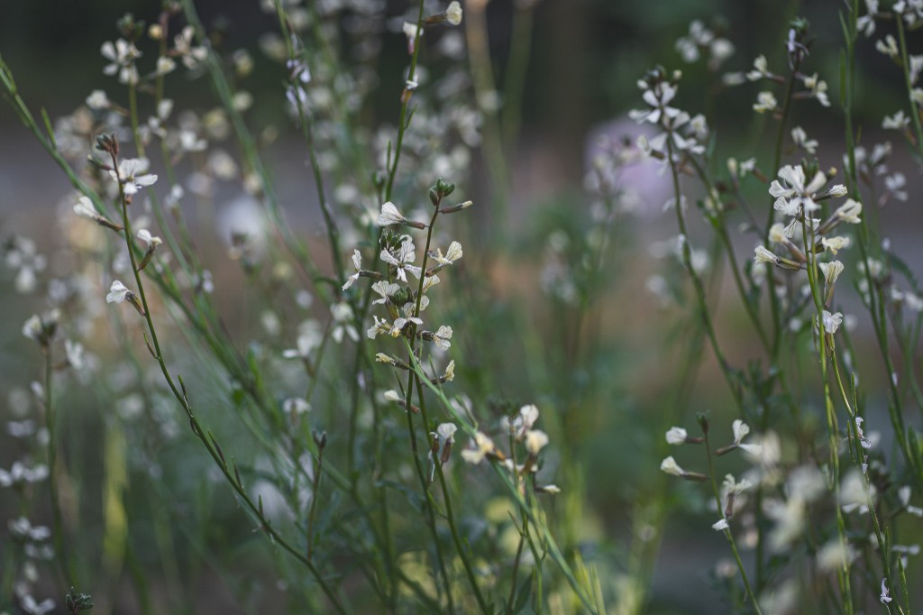 Close-up of white arugula flowers with dark veins on thin green stems