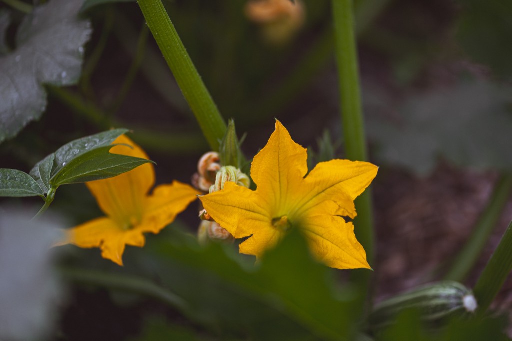 Yellow squash blossoms among green stems and leaves in a garden