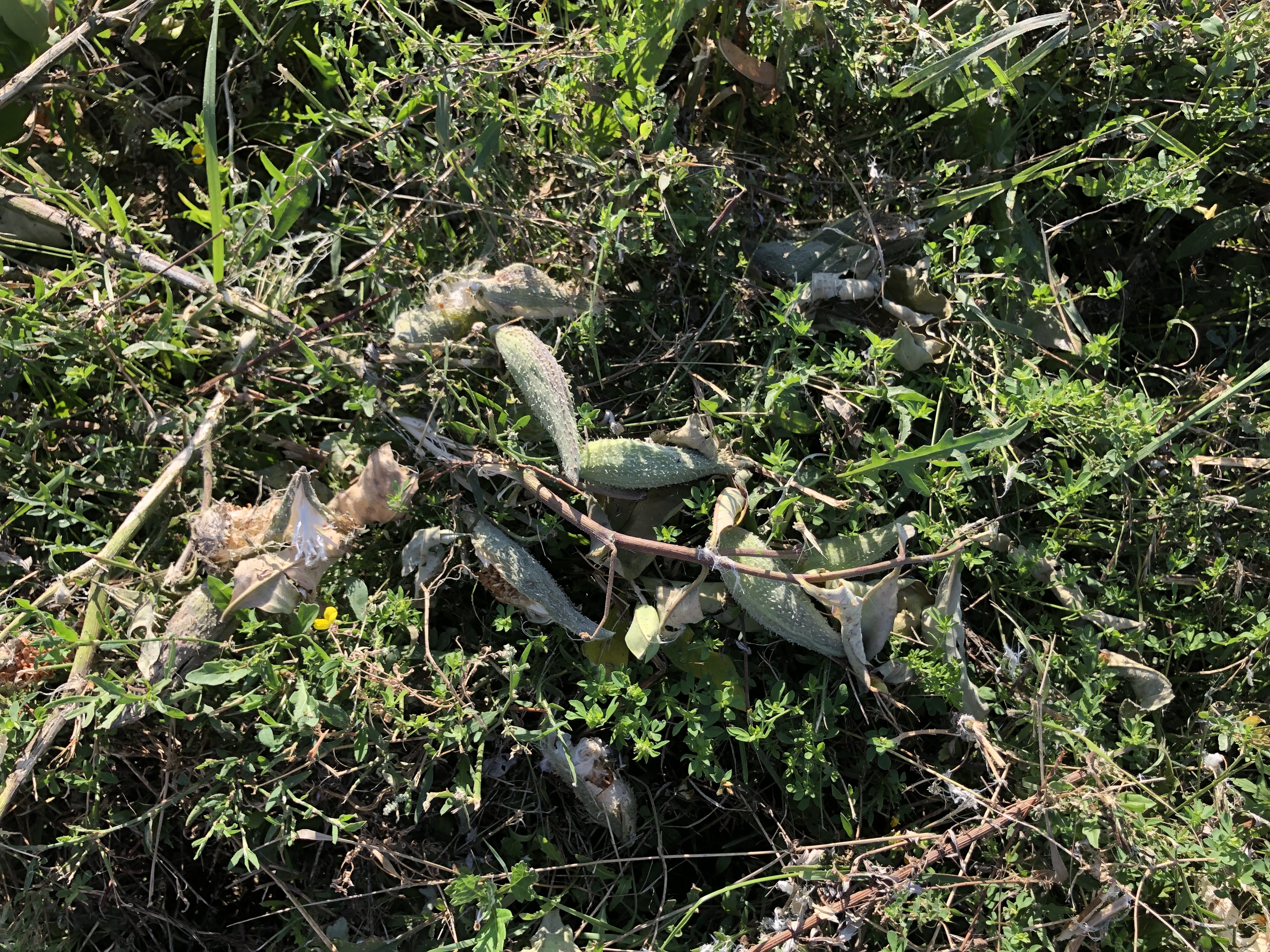 milkweed